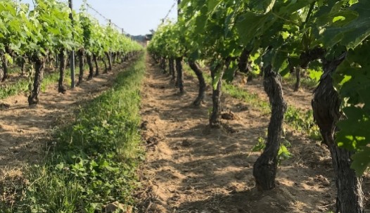 Rangées de vignes dans un vignoble, avec des ceps bien alignés sous un ciel ensoleillé.