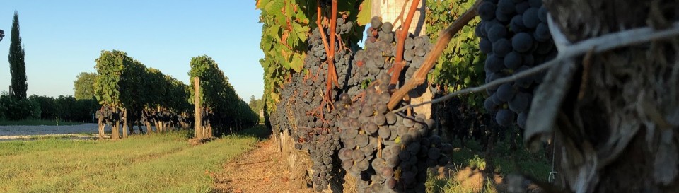 Grappe de raisins noirs mûrs en gros plan dans une rangée de vignes au coucher du soleil